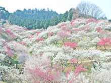 東京都青梅市 青梅うぐいす連（イメージ）